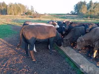 Bull, Hereford — photo 2