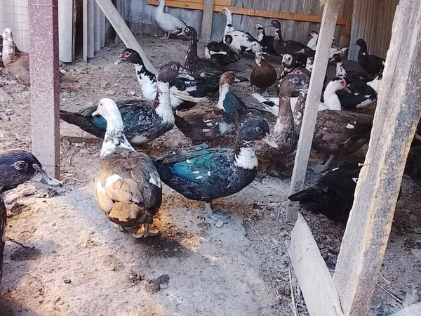 Muscovy domestica