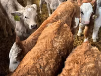 Rundvee (partij, geslacht niet gespecificeerd), Russian Black pied cattle — foto 3