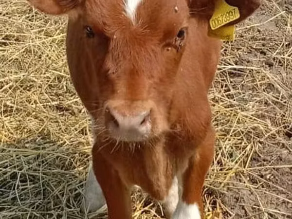 雌牛, Swiss cattle