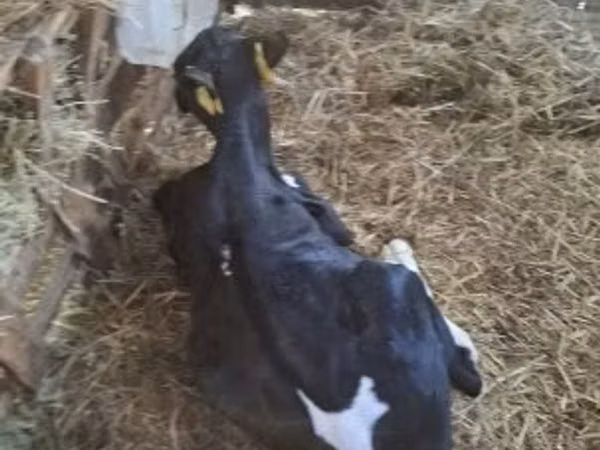 Bull, Russian Black pied cattle — Hungary