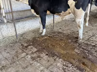 Bull, Simmental cattle — photo 1