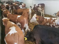 گاو نر, Simmental cattle — عکس 7