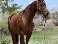 母马, Quarter Horse — 照片 1