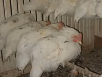 Chickens — foto 1