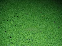 Azolla for Replanting - 2000 Ml — zdjęcie 3