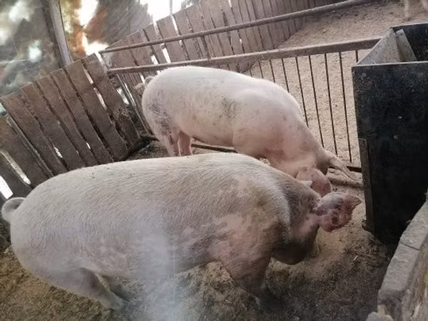 Sow, Pigs