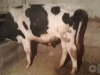 Bull, Holstein breed — photo 1