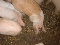 สุกร (เป็นล็อต, ไม่ระบุเพศ), หมู — รูปภาพ 3