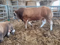 Lembu jantan, Partenaise cattle — foto 8