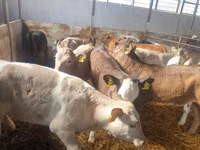 Lembu jantan, Simmental cattle — foto 4