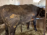 Bull, Cattle — photo 2
