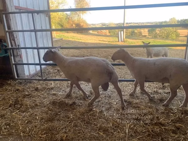 Ram, Charollais sheep — United Kingdom
