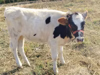 Cow, Russian Black pied cattle — photo 5