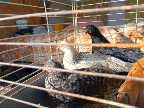 Bantam giapponese