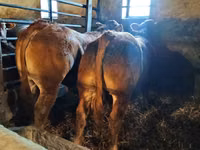 Bulle, Limousin-Kuh — Foto 3
