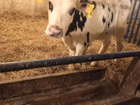 Boğa, Russian Black pied cattle — foto 5