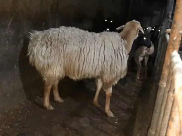 Beran, Ovce