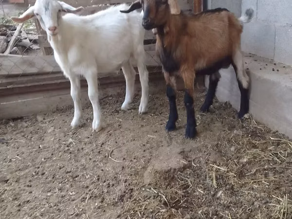 Billy Goat, Saanen goat — Kazakhstan