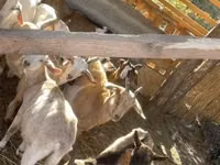 Capre (lot, sex nespecificat), Capre — foto 3
