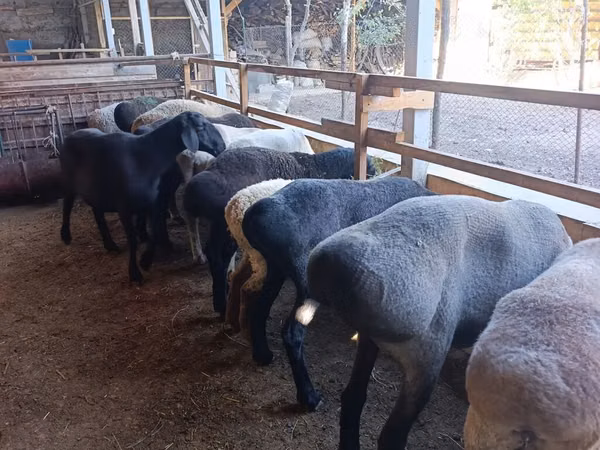 Вівця, Rhon sheep