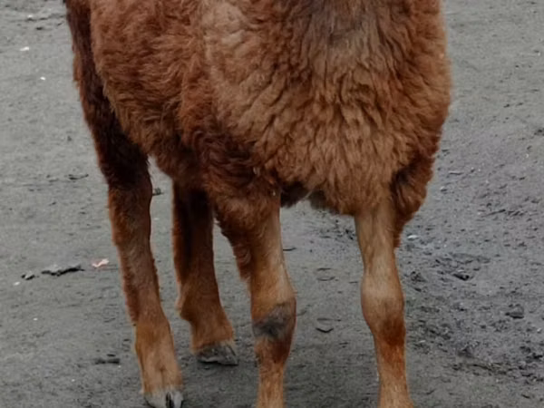 گوسفند (گروه، جنسیت مشخص نشده), گوسفند