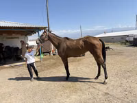 Faras dhaddig, Arabian horse — sawirka 5