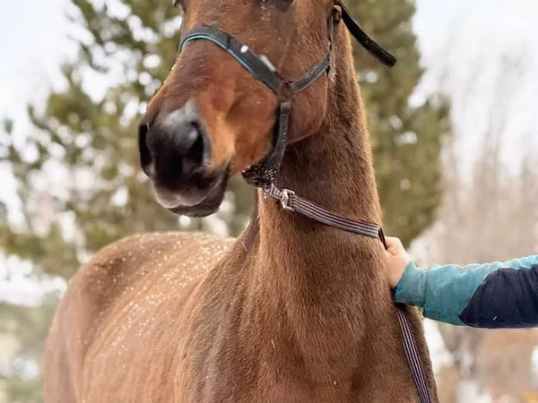 Mare, Akhal-Teke