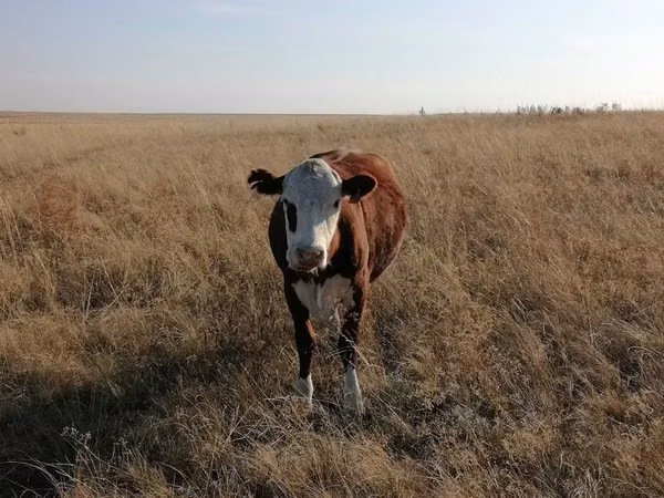 Cow, Kazakh White-headed cow — Kazakhstan
