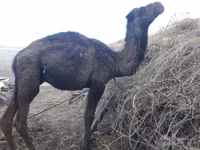 Camel, Camels — photo 1