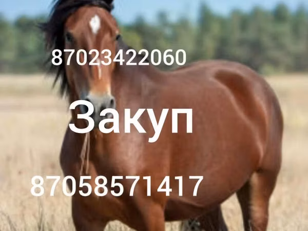 Mare, Horses — Kazakhstan