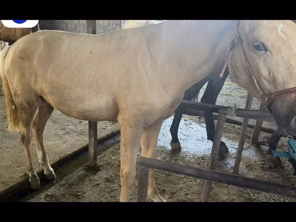 ม้าตัวผู้, Kazakh horse