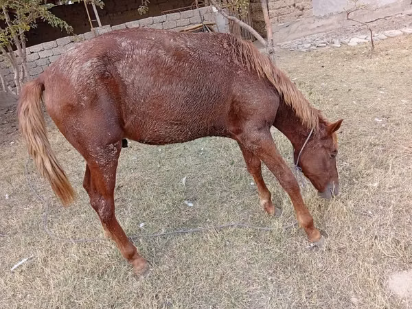 Mare, Horses