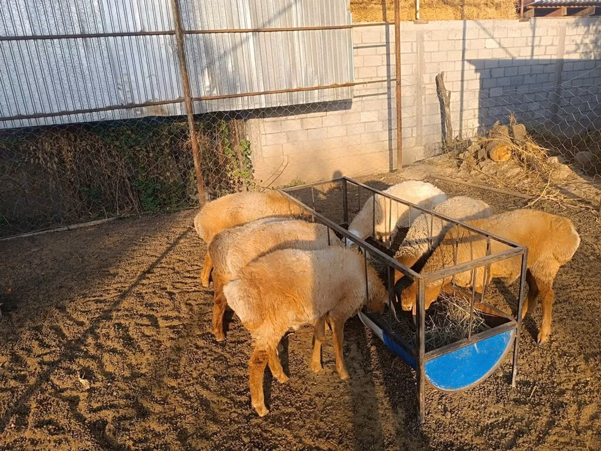 Козу кочкор сатылат 7баш