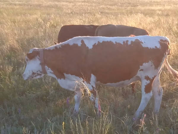Vacă, Latvian Blue cattle — Kazahstan