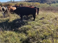 Toro, Mucca kazaka a testa bianca — foto 2