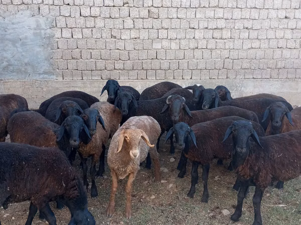 Ram, Blackheaded Persian sheep — Uzbekistan