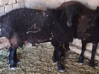 Domba jantan, Sheep — foto 1