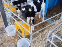 Buğa, Swiss cattle — foto 2