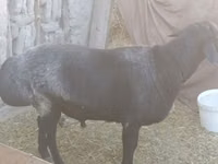 Ram, Sheep — photo 1
