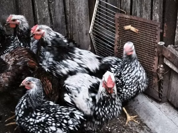 Chickens — Угорщина