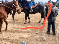Ngựa đực, Russian warmblood — ảnh 4