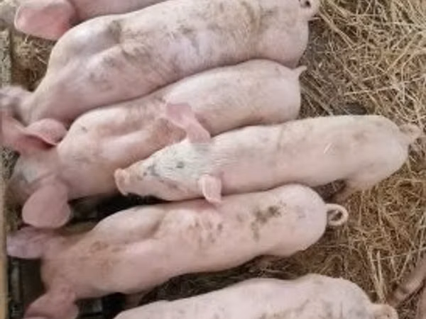 Boar, Pigs — Hungary