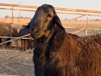 قوچ, گوسفند — عکس 3