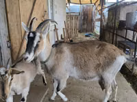Goat, Alpine goat — photo 3