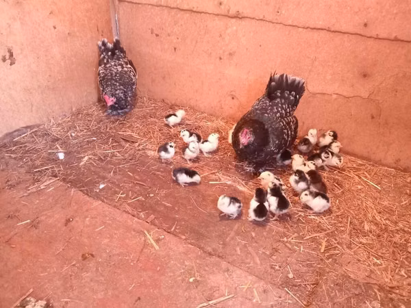 Chickens