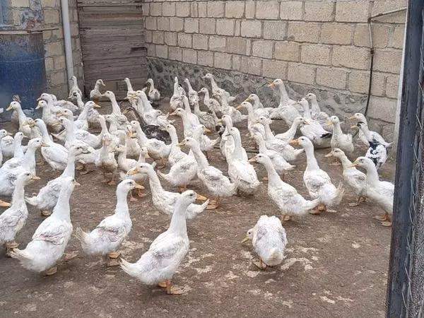 Amerika Pekin