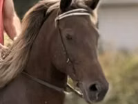 Mare, Rocky Mountain Horse — photo 4