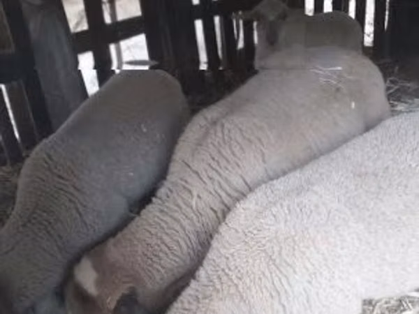 Ram, Sheep — Hungary