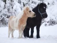 اسب نر, American shetland pony — عکس 5